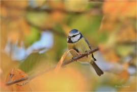 <p>SÝKORA MODŘINKA (Cyanistes caeruleus) ---- /Eurasian blue tit - Blaumeise/</p>